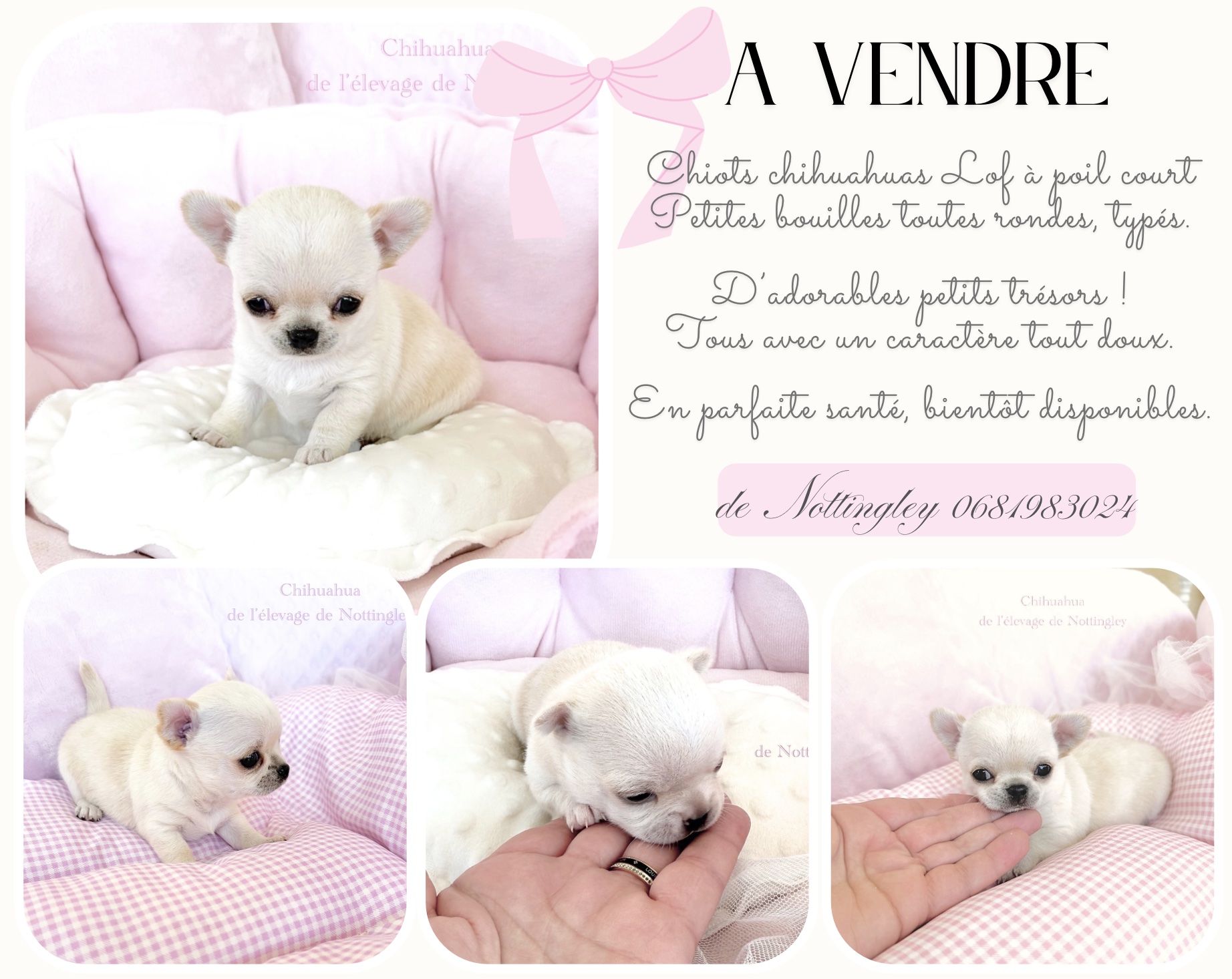 chiot chihuahua à vendre